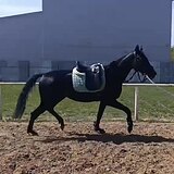 ГНЕДАЯ КОБЫЛА 3 ГОДА