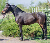 Барочный кросс фриза