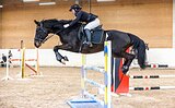 Цена снижена! Мерин 2014 гр