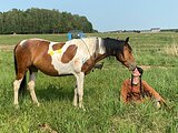ПЕГАЯ ПОНИ В ХОББИ ДЕШЕВО