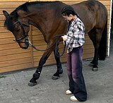 МЕРИН В КОНКУР ПОД ДЕТЕЙ