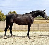 Молодой жеребец в спорт 