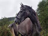 Касандра