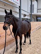 МЕРИН 11 ЛЕТ 165 СМ В ХОЛКЕ