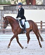 ганновер в выездку