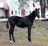 Ганноверская кобыла