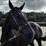 МОЛОДОЙ ЖЕРЕБЕЦ