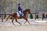 потомок Caratino, Cor de la Breyer