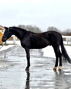 Орловский рысак, 163 см в/х, 22