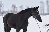 ШИКАРНАЯ МОЛОДАЯ КОБЫЛА 