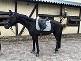 Выездковая кобыла 
