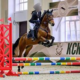 МЕРИН В ЛЮБУЮ ДИСЦИПЛИНУ