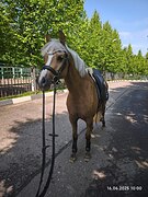 Пони в выездку 
