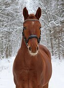 ДОБРЯК, ЗАЕЗЖЕН, ДЕШЕВО