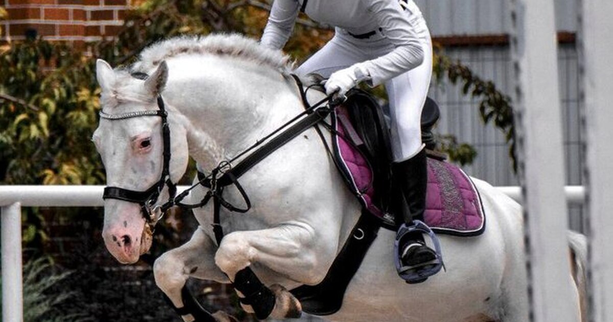 Фотографии конного спорта