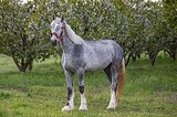 кобыла шайр 