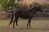 Ахалтекинская кобыла