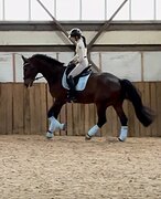 Молодой спокойный мерин