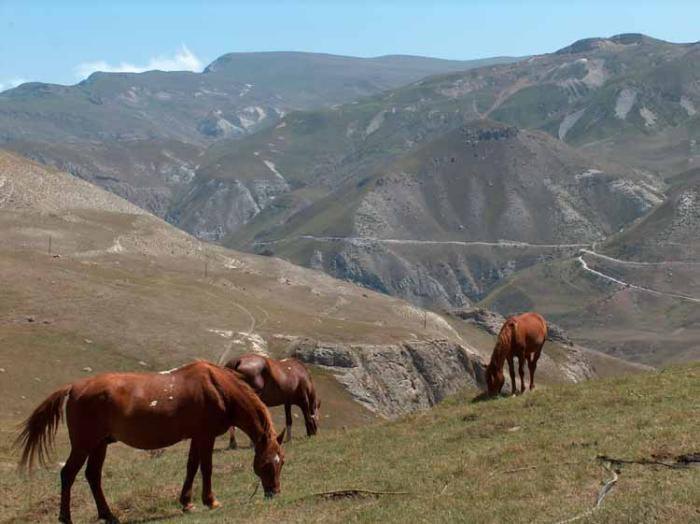 В горах Азербайджана много лошадей, которых забросили туда после войны и теперь они немного одичали, а сельское население вновь их одомашнивает