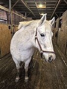 Пони 139 вх, 2009 гр