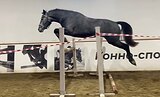 кросс-кнаб в конкур