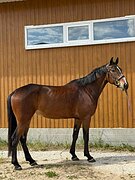 Кобыла, 5 лет