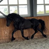 ПРИВЕЗЕН ИЗ ГОЛЛАНДИИ