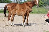 невероятно очаровательная