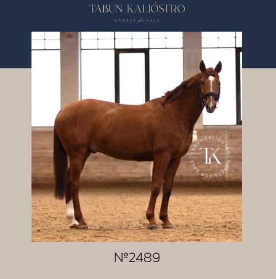 лошадь гоночная 2022 на рабочий стол. конный спорт в великобритании. конкур конный спорт. лошадь гоночная 2022. жокей фото.