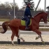 ВЕСТФАЛЬСКИЙ МЕРИН 10 ЛЕТ