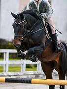 Кобыла Зангершайде 2016гр