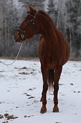 Кобыла спортивной помеси