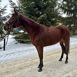 Тракененская кобыла 