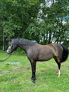 уэльская пони секция Б в/х133