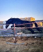 ЗАЕЗЖЕННЫЙ ЖЕРЕБЕЦ