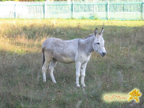 КСК "Пегас"