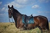 Голштинский мерин