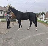 МОЛОДАЯ КОБЫЛА