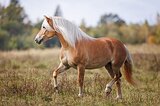 ПОНИ С ШИКАРНОЙ РОДОСЛОВНО
