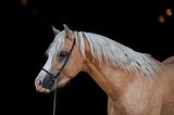 Уэльский жеребец, 136 вх