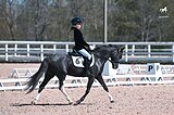 Пони 128 вх в выездку