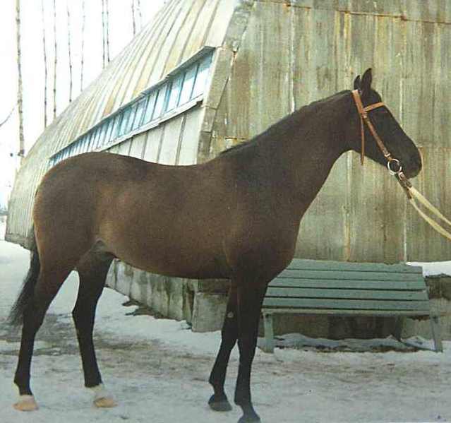 КСК "САМСОН" 1995г.