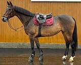 Орловская кобыла