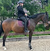 МЕРИН В ВЫЕЗДКУ/КОНКУР 