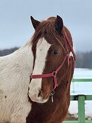 ПЕГИЙ, МОЛОДОЙ, ДЕШЕВО