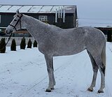 Кобыла 