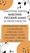 Ищем спокойную лошадку