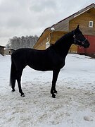 Универсальная кобыла 