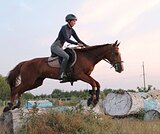 Мерин