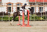 тракенка в конкур